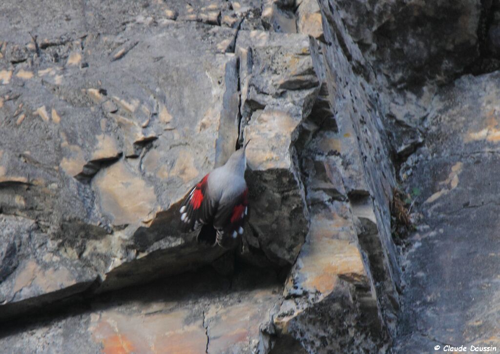 Wallcreeper