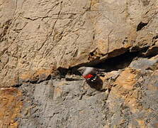 Wallcreeper