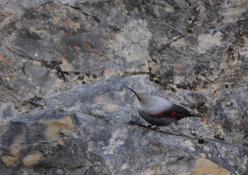 Wallcreeper