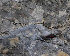 Wallcreeper