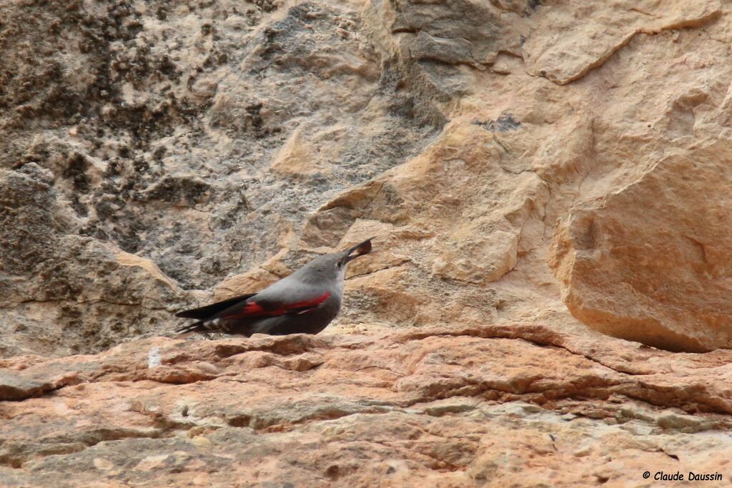 Wallcreeper