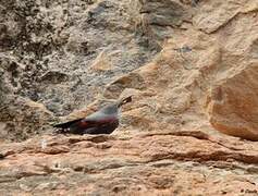 Wallcreeper