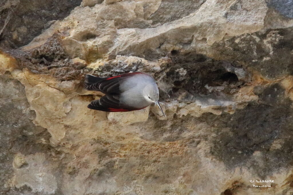 Wallcreeper