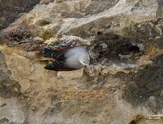 Wallcreeper