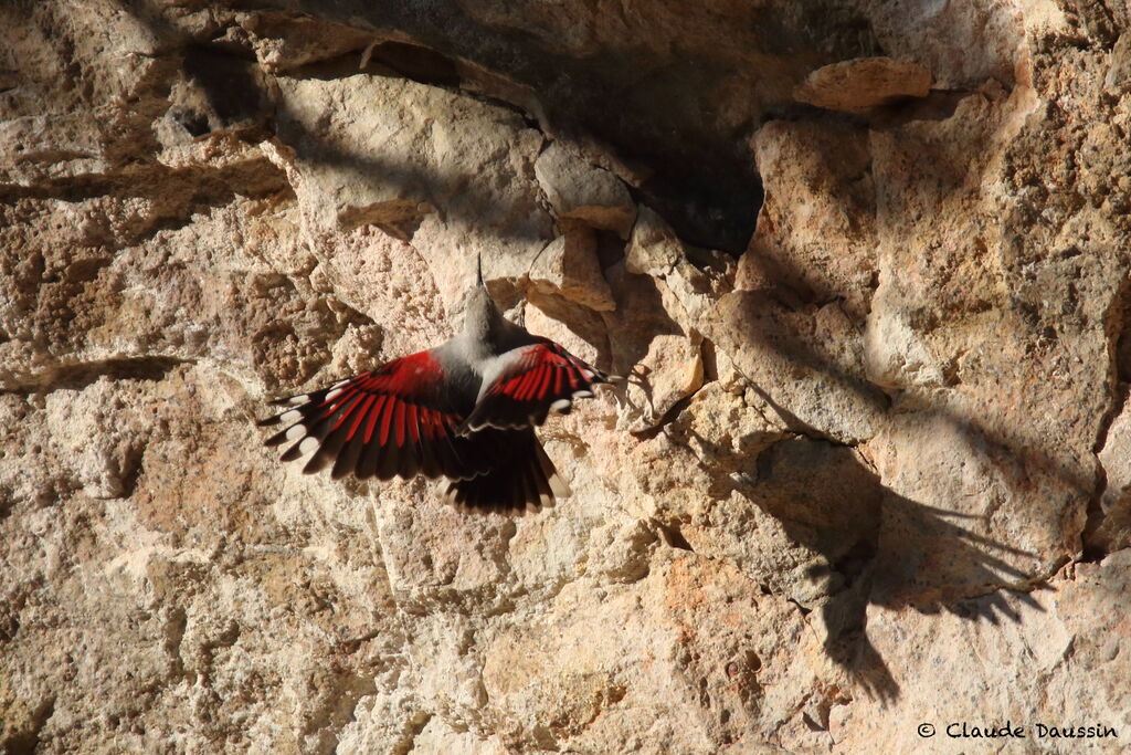 Wallcreeper