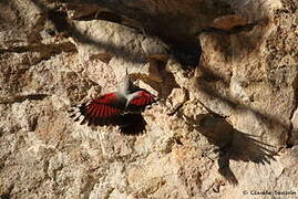 Wallcreeper