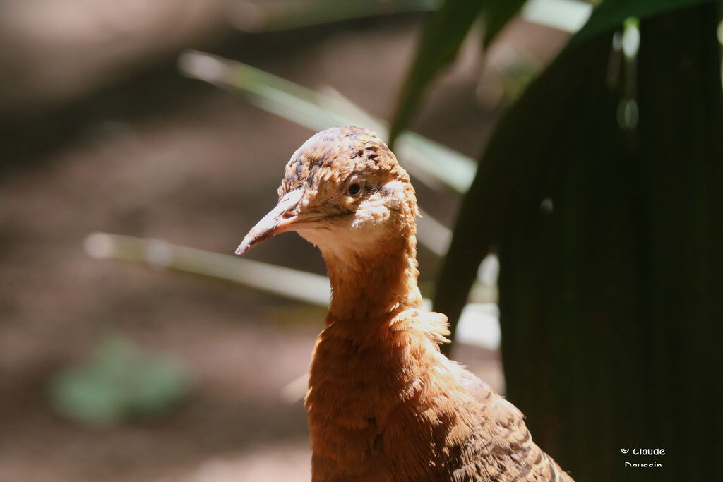 Tinamou isabelle