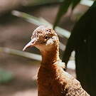 Tinamou isabelle