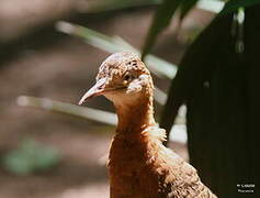 Red-winged Tinamou