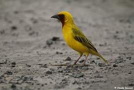 Southern Brown-throated Weaver