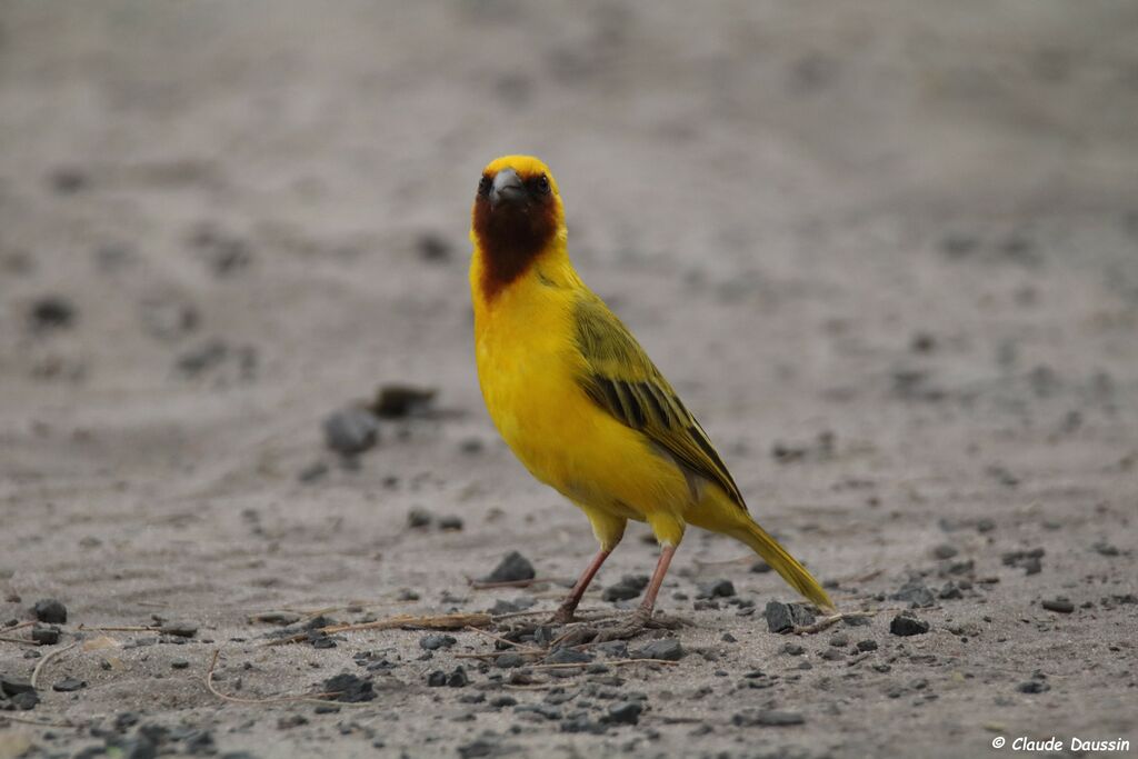 Southern Brown-throated Weaver