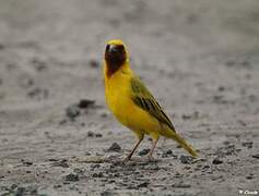 Southern Brown-throated Weaver