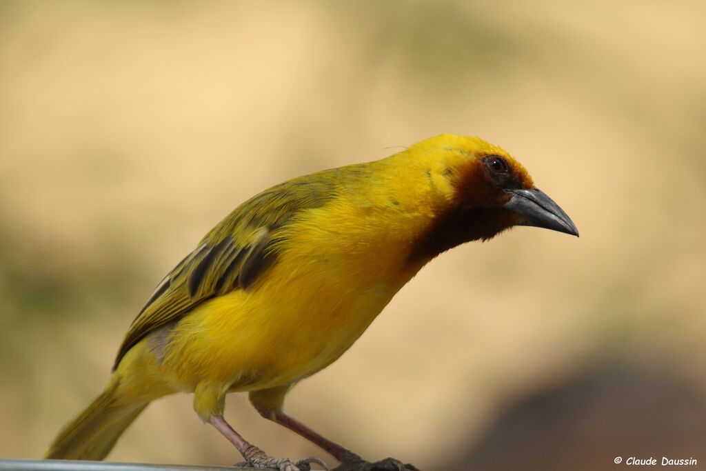 Southern Brown-throated Weaver