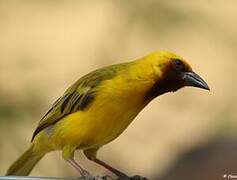 Southern Brown-throated Weaver