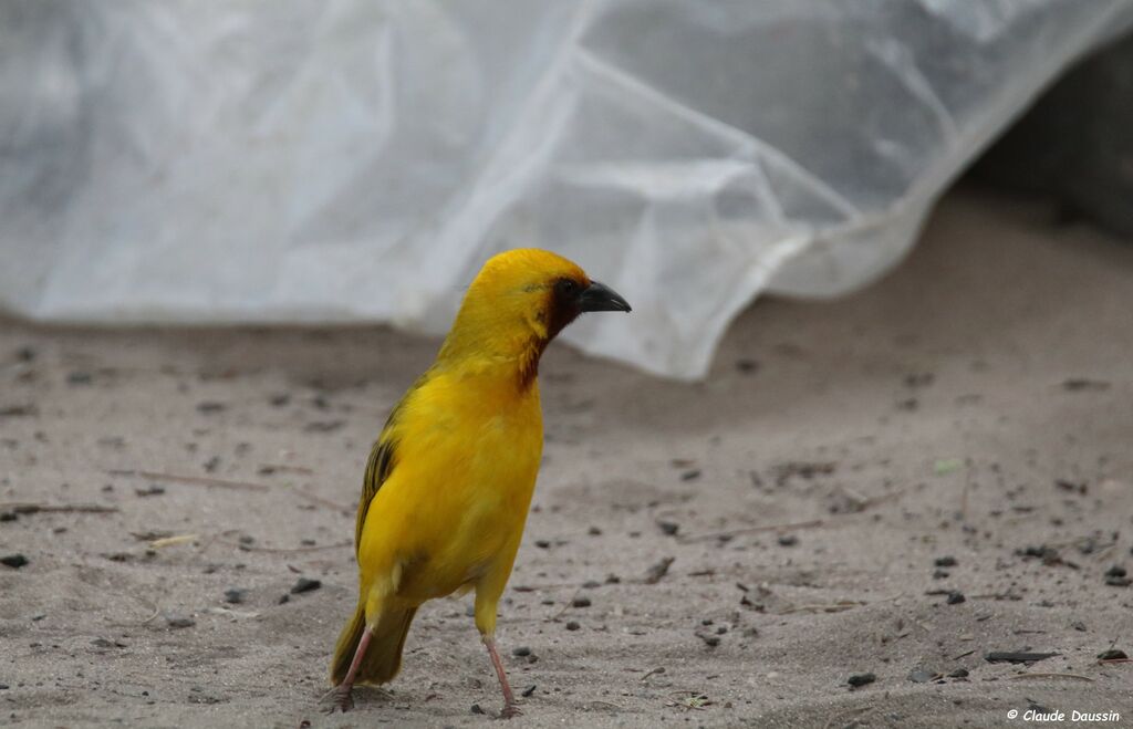 Southern Brown-throated Weaver