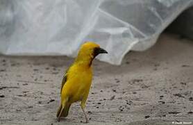 Southern Brown-throated Weaver