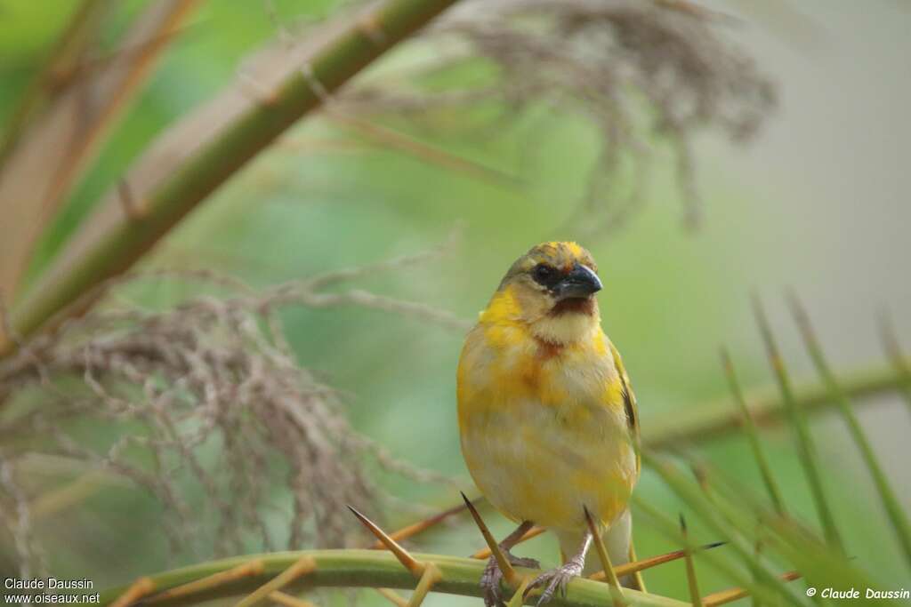 Southern Brown-throated Weaver male immature, identification