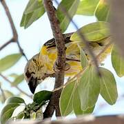 Southern Masked Weaver