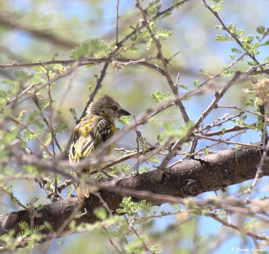 Southern Masked Weaver