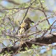 Southern Masked Weaver