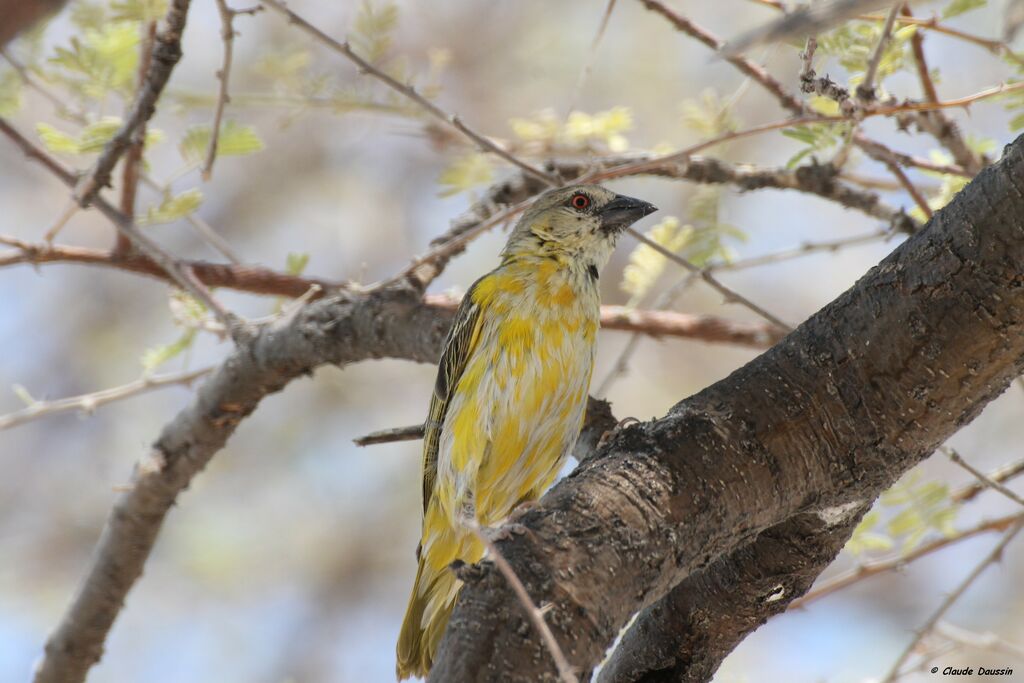 Southern Masked Weaver