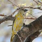 Southern Masked Weaver