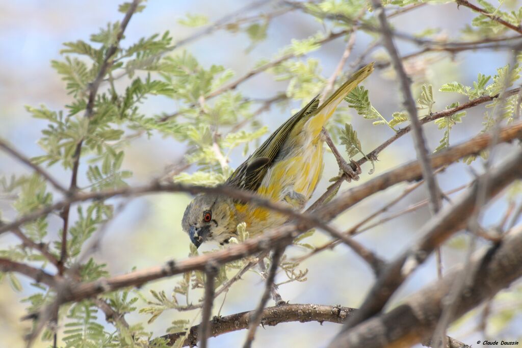 Southern Masked Weaver