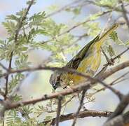 Southern Masked Weaver