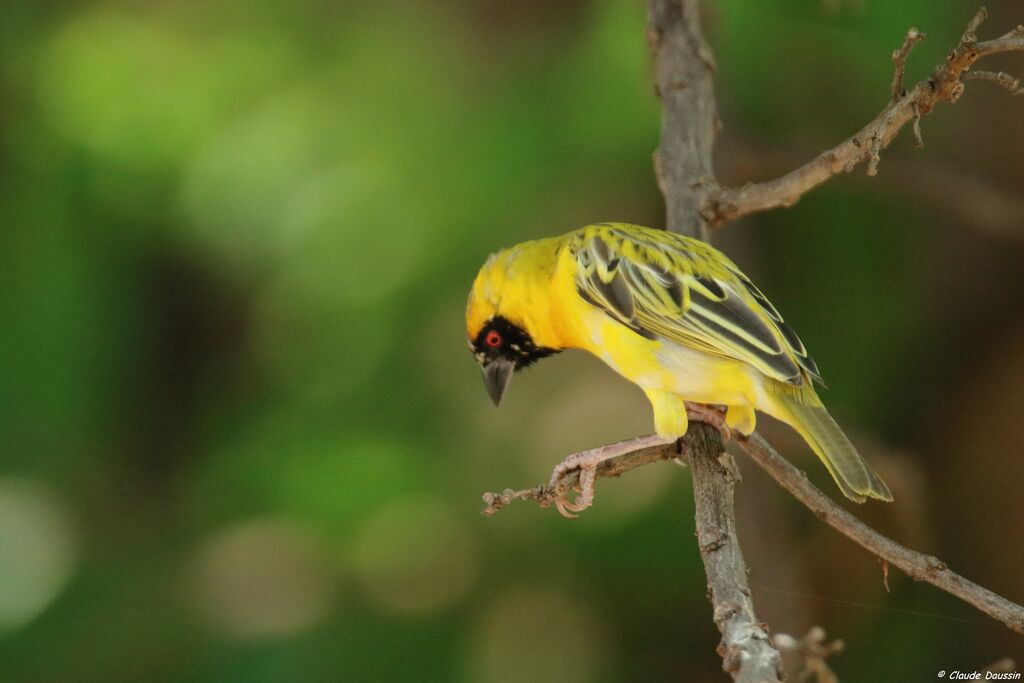 Southern Masked Weaver