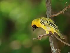 Southern Masked Weaver