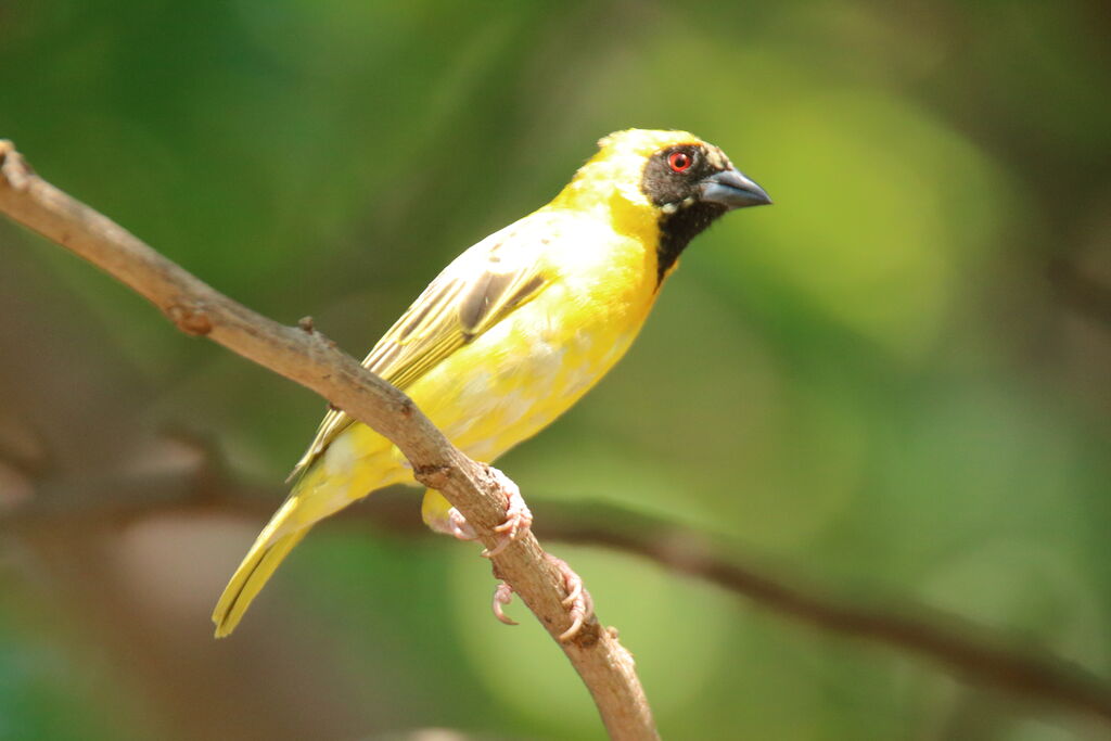 Southern Masked Weaver