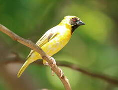 Southern Masked Weaver