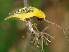 Southern Masked Weaver