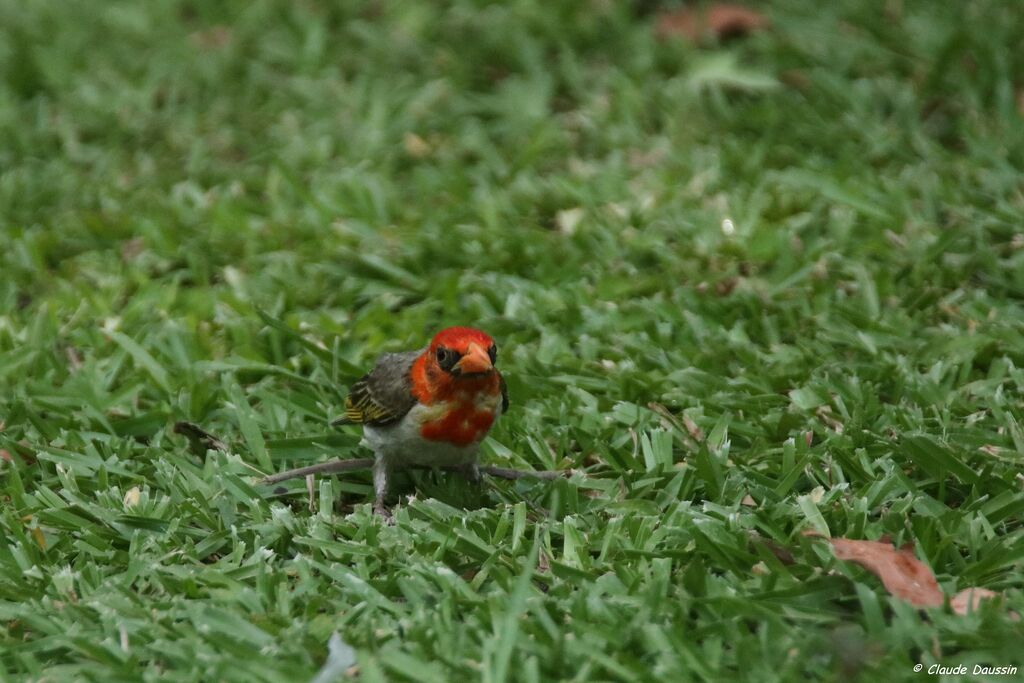 Red-headed Weaver