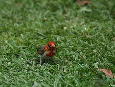 Red-headed Weaver