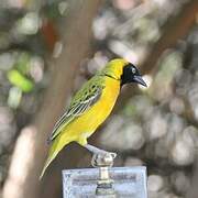 Lesser Masked Weaver