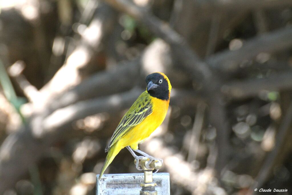 Lesser Masked Weaver