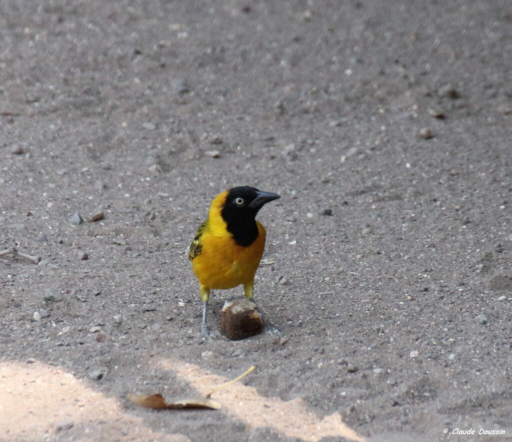 Lesser Masked Weaver