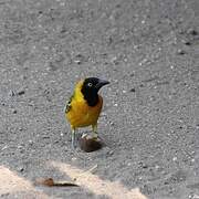 Lesser Masked Weaver