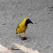 Lesser Masked Weaver