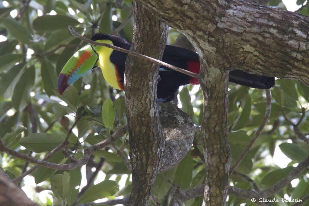 Toucan à carèneadulte