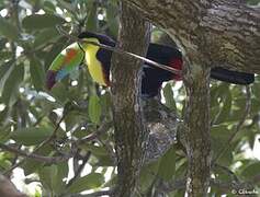 Toucan à carène