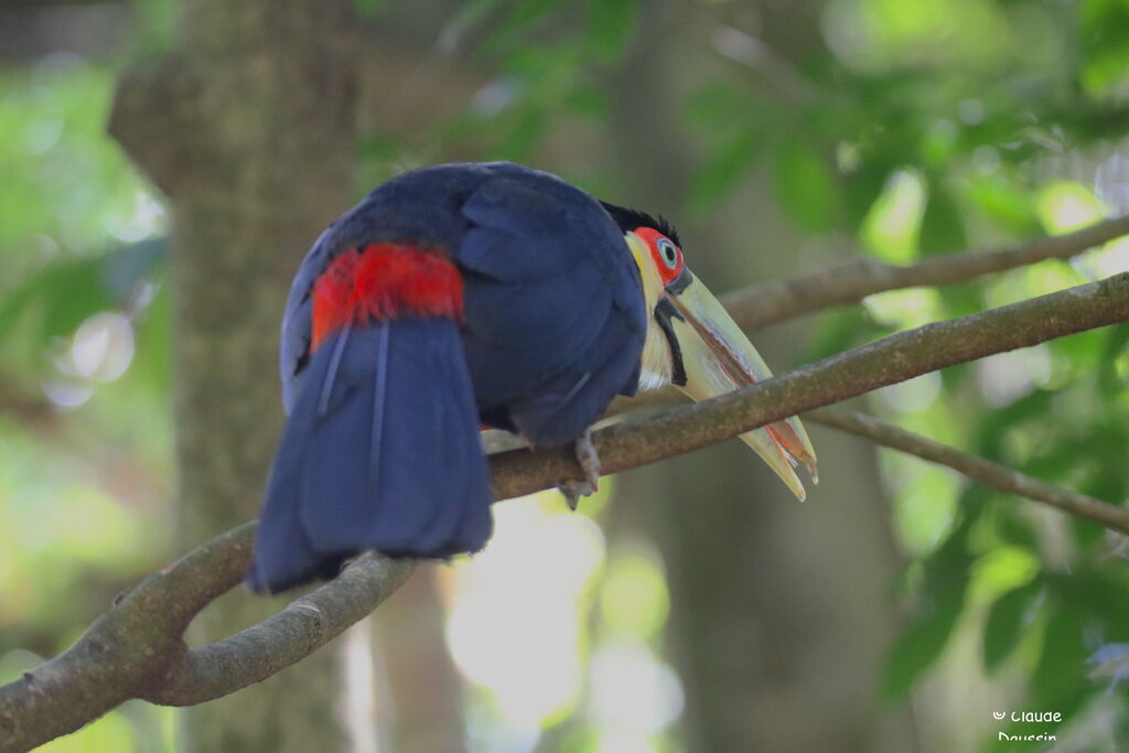 Toucan à ventre rougeadulte