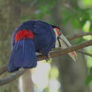 Toucan à ventre rouge