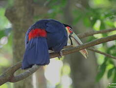 Toucan à ventre rouge