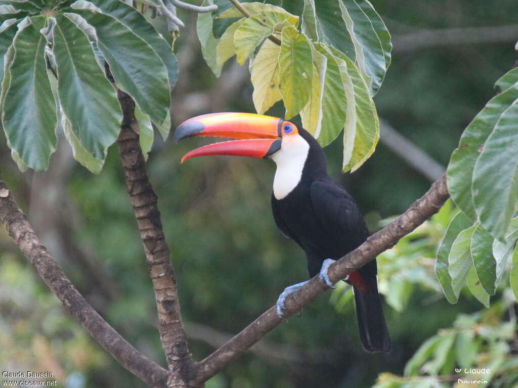 Toucan tocoadulte, habitat