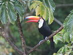 Toucan toco