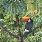 Toucan toco