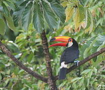 Toco Toucan