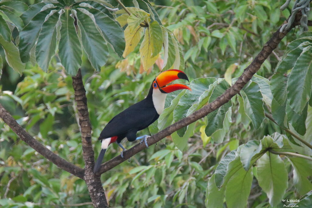 Toco Toucan